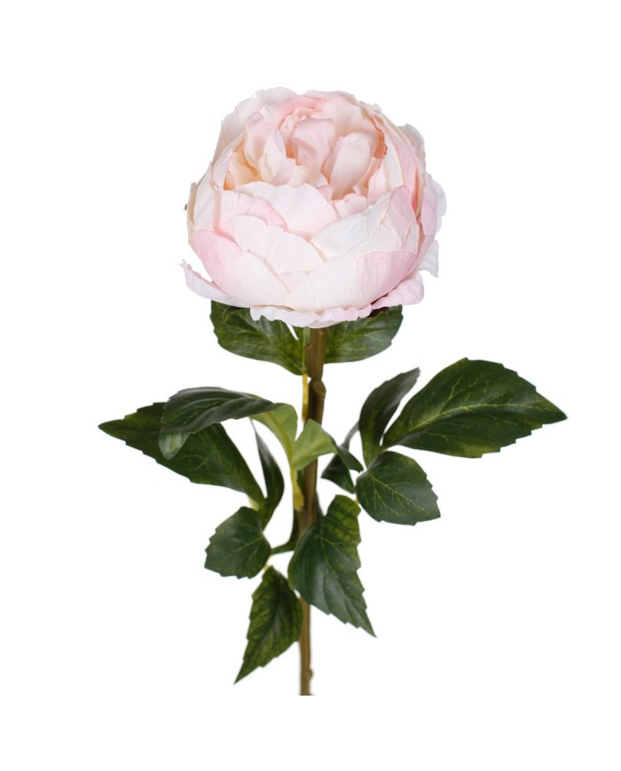 VARA PEONIA ELEGANCE *CREMA