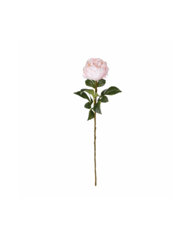 VARA PEONIA ELEGANCE *CREMA