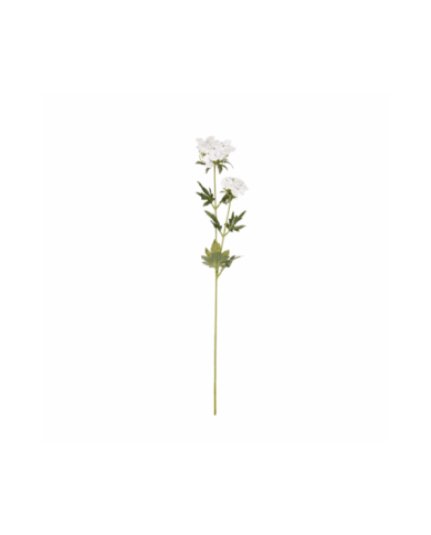 VARA QUEEN ANNE LACE *BLANCO