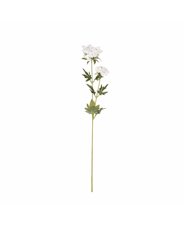 VARA QUEEN ANNE LACE *BLANCO