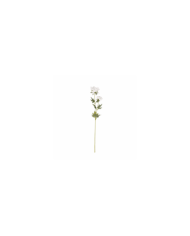 VARA QUEEN ANNE LACE *BLANCO