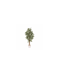 ARBOL EUCALPTO POPULUS 80CM *CREMA