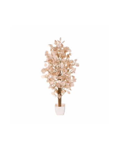 ARBOL EUCALPTO POPULUS 80CM *CREMA