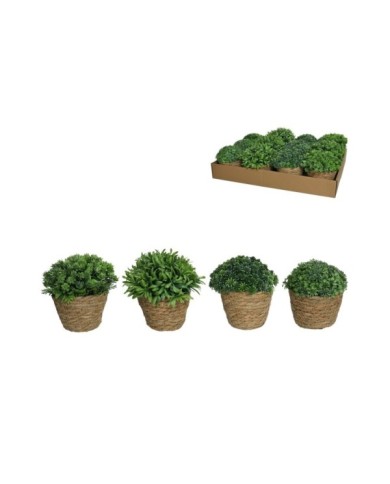 MACETA ALGAS CON ARBUSTIVAS SURT 15 CM