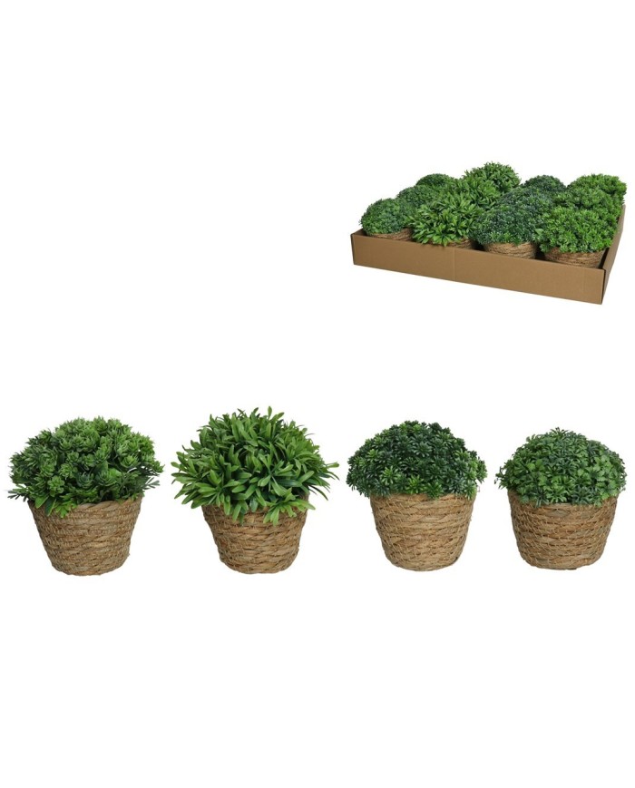 MACETA ALGAS CON ARBUSTIVAS SURT 15 CM