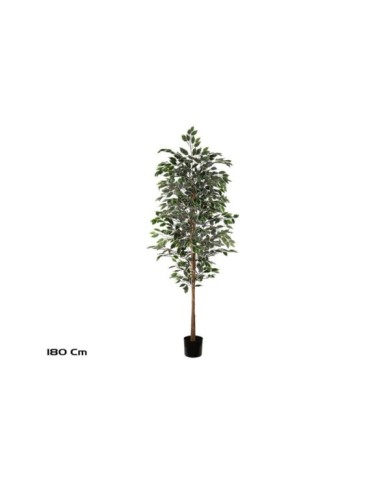 ARBOL FICUS VARIEGATA T/NATURAL -180 CM