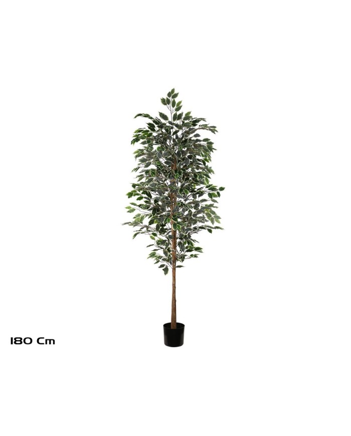 ARBOL FICUS VARIEGATA T/NATURAL -180 CM