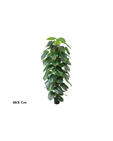 PLANTA POTUS X 63 T/ COCO 182 CM