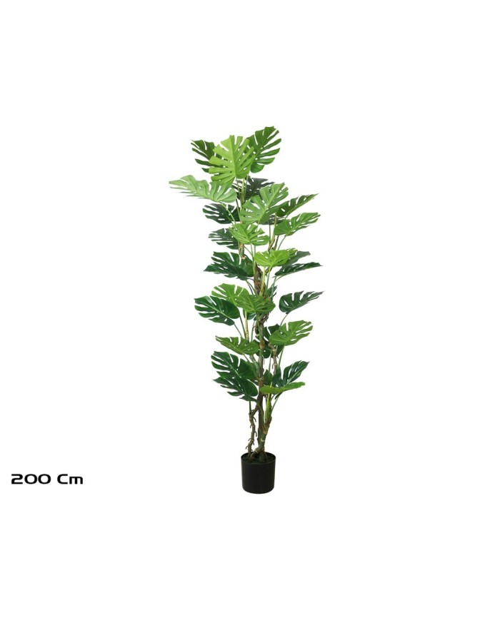 PLANTA MONSTERA X 30- 200 CM