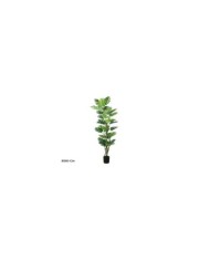 PLANTA POTUS X 63 T/ COCO 182 CM