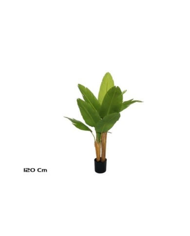 PLANTA PLATANERO LVS R/T 120 CM