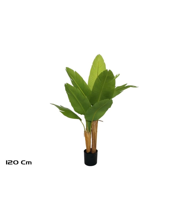 PLANTA PLATANERO LVS R/T 120 CM