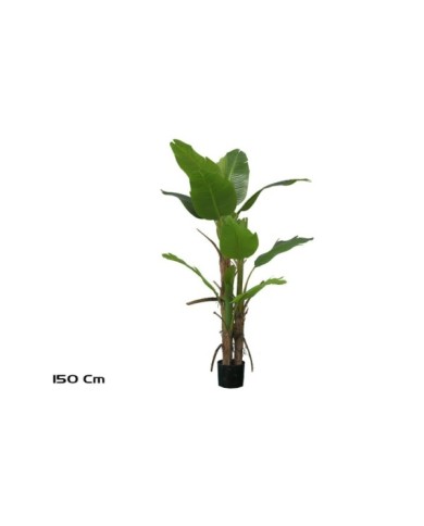 PLANTA PLATANERO LVS R/T 150 CM