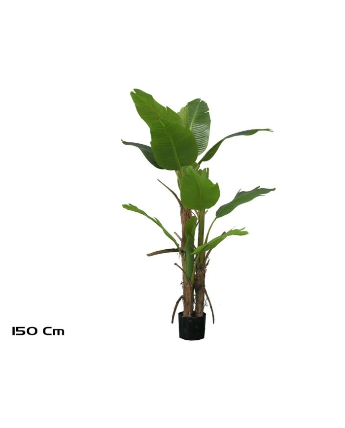 PLANTA PLATANERO LVS R/T 150 CM