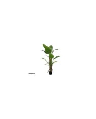 PLANTA PLATANERO LVS R/T 150 CM
