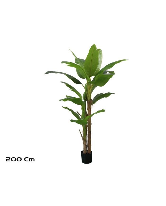 PLANTA PLATANERO LVS R/T 200 CM