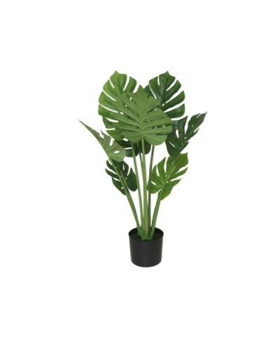 PLANTA MONSTERA X 8 - 90 CM