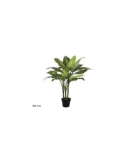 PLANTA DIEFFENBACHIA X 5 - 110 CM