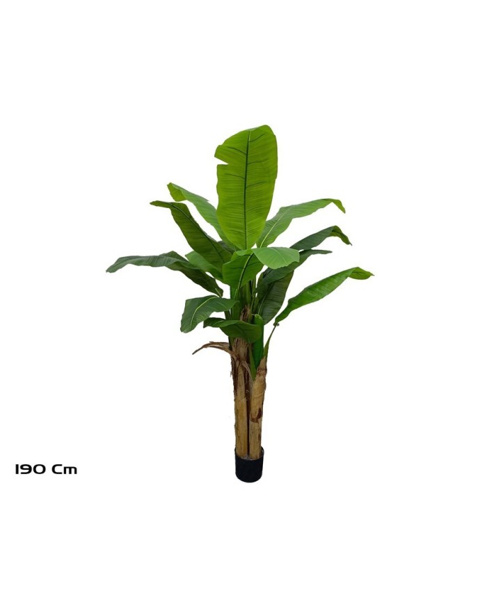 PLANTA PLATANERO 15 LVS R/T - 190 CM