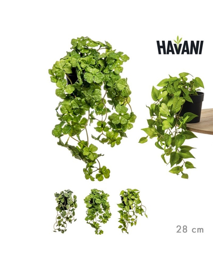 PLANTA ENREDADERA ARTIF. SURT/3