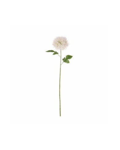 OVARA TARAXACUM *BLANCO