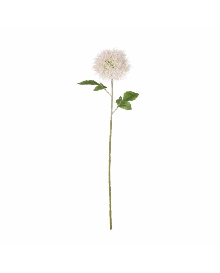 OVARA TARAXACUM *BLANCO