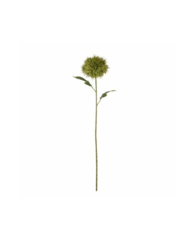 VARA TARAXACUM *V.OSCURO
