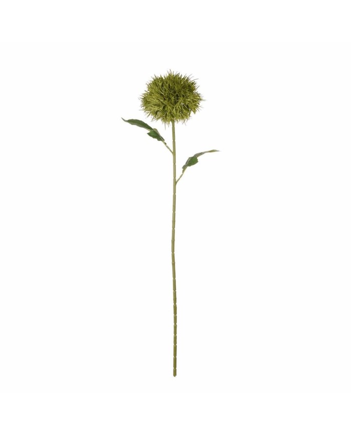 VARA TARAXACUM *V.OSCURO