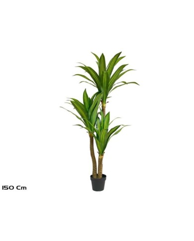 ARBOL DRACENA X 3 - 150 CM