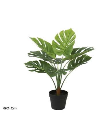 PLANTA MONSTERA X 8 - 60 CM