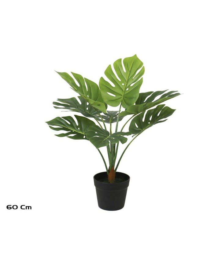PLANTA MONSTERA X 8 - 60 CM