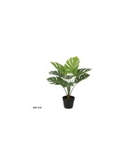 PLANTA MONSTERA X 8 - 60 CM