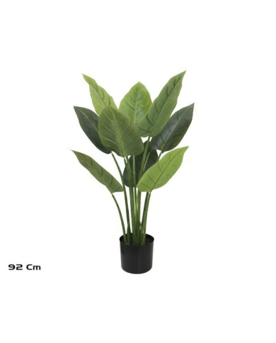 PLANTA AUREUM X 9 - 92 CM