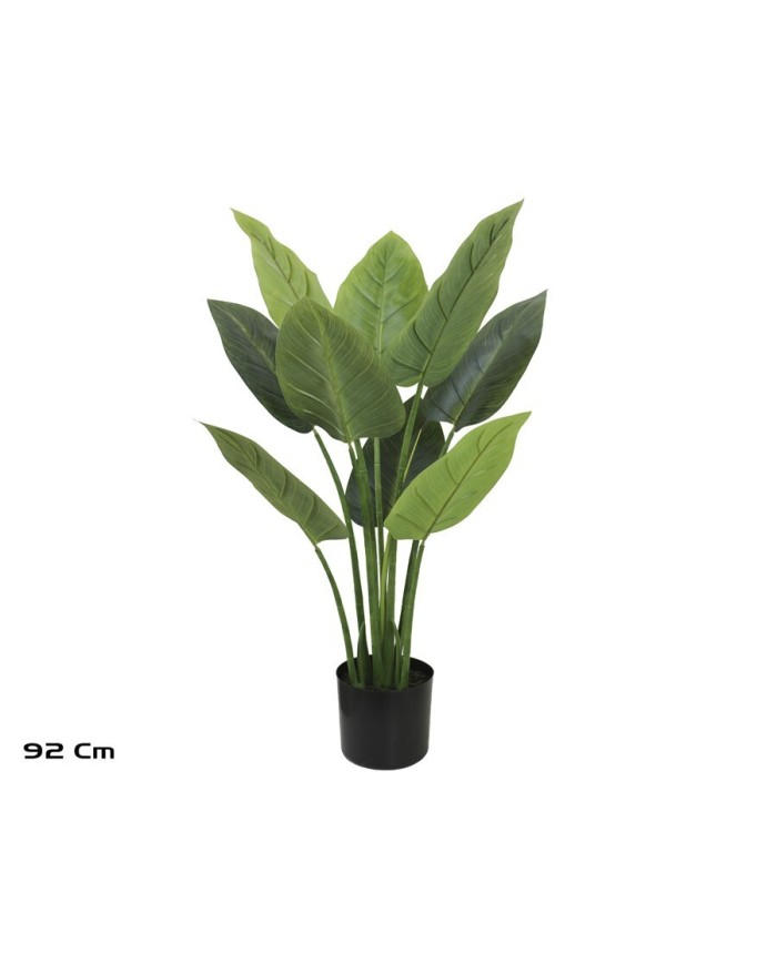 PLANTA AUREUM X 9 - 92 CM