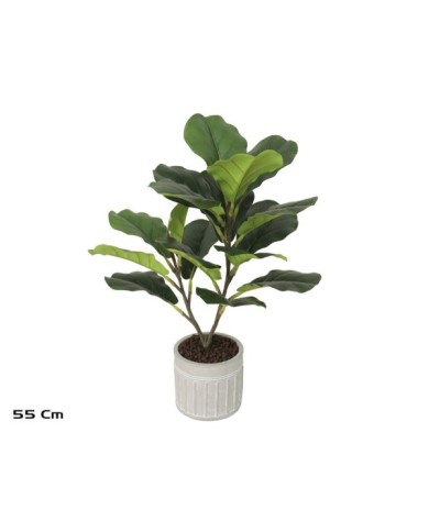 MACETA C-FICUS LYRATA X 17 - 55 CM
