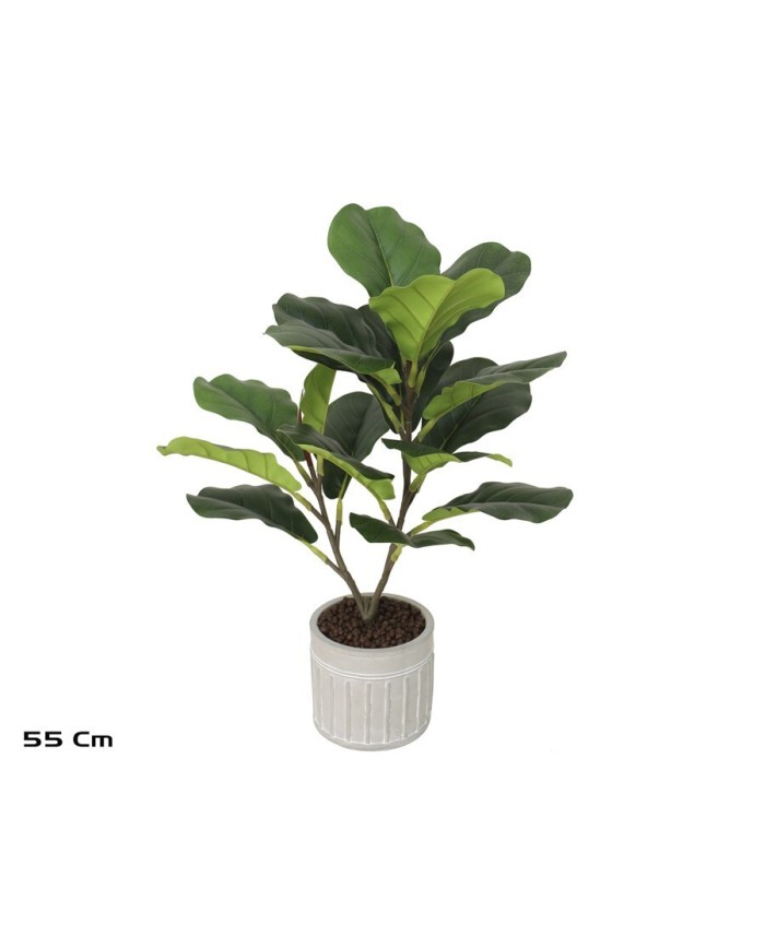 MACETA C-FICUS LYRATA X 17 - 55 CM