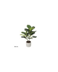 MACETA C-FICUS LYRATA X 17 - 55 CM