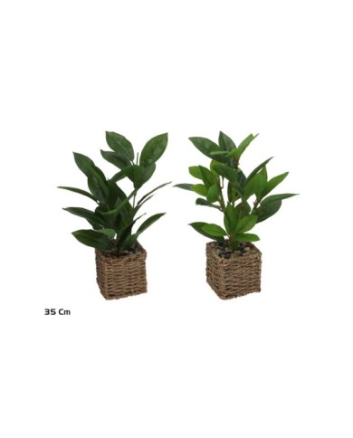MACETA ALGAS FICUS - 35 CM (S)