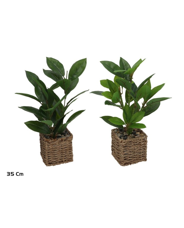 MACETA ALGAS FICUS - 35 CM (S)