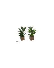 MACETA ALGAS FICUS - 35 CM (S)