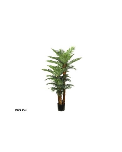PLANTA PALMERA PHOENIX T/C X 3 -150 CM