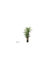 PLANTA PALMERA PHOENIX T/C X 3 -180 CM