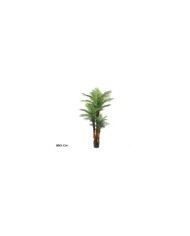 PLANTA PALMERA PHOENIX T/C X 3 -180 CM