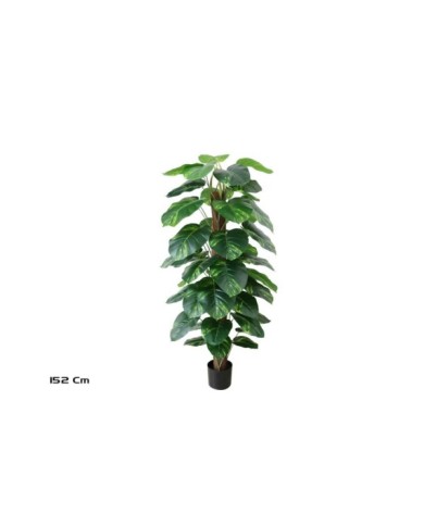 PLANTA POTUS X 48 T/ COCO 152 CM