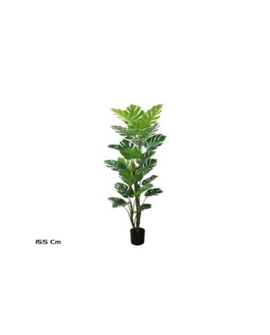 PLANTA MONSTERA X 25-155 CM