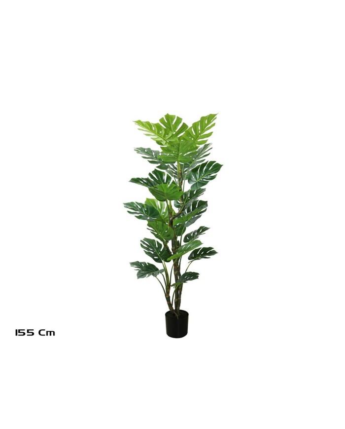 PLANTA MONSTERA X 25-155 CM
