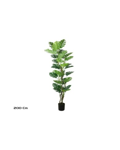 PLANTA MONSTERA X 30- 200 CM