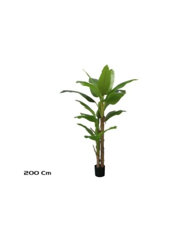 PLANTA PLATANERO LVS R/T 200 CM
