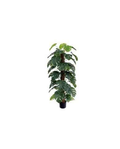 PLANTA MONSTERA X 48 T/ COCO 152 CM