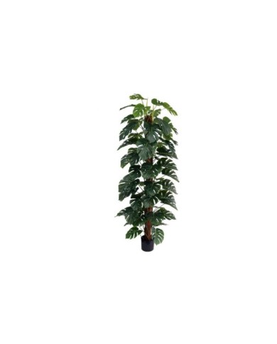 PLANTA MONSTERA X 63 T/ COCO 182 CM